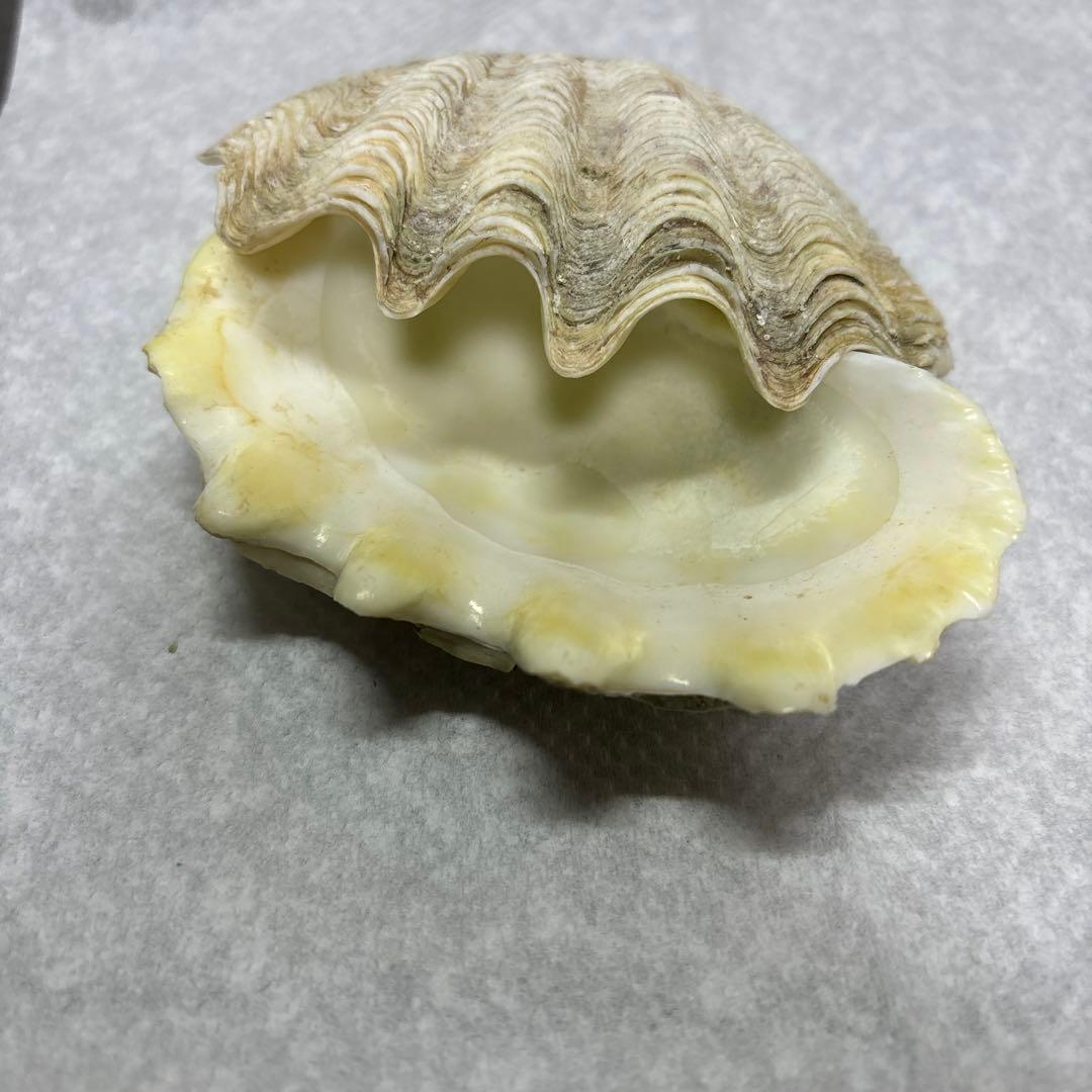 沖縄県産、シャコ貝殻