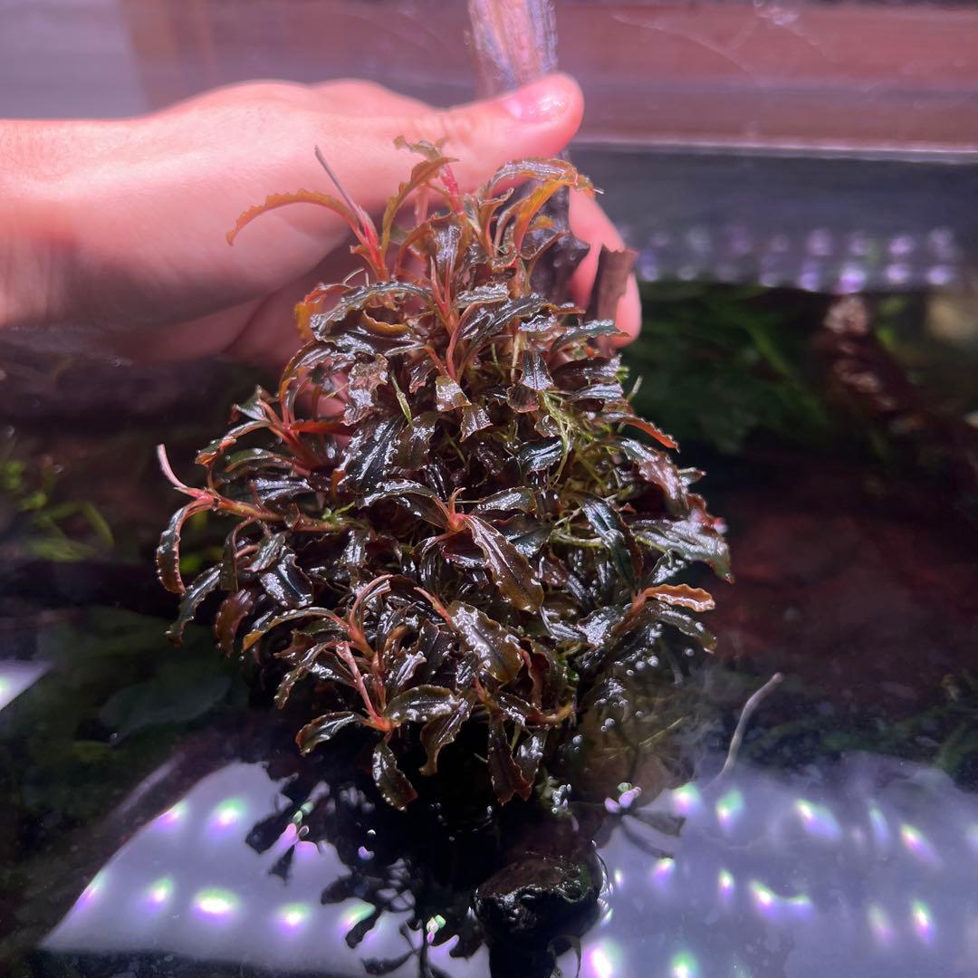 トロピカ社（30株程度）ブセファランドラ クダガン群生 ADA流木付き