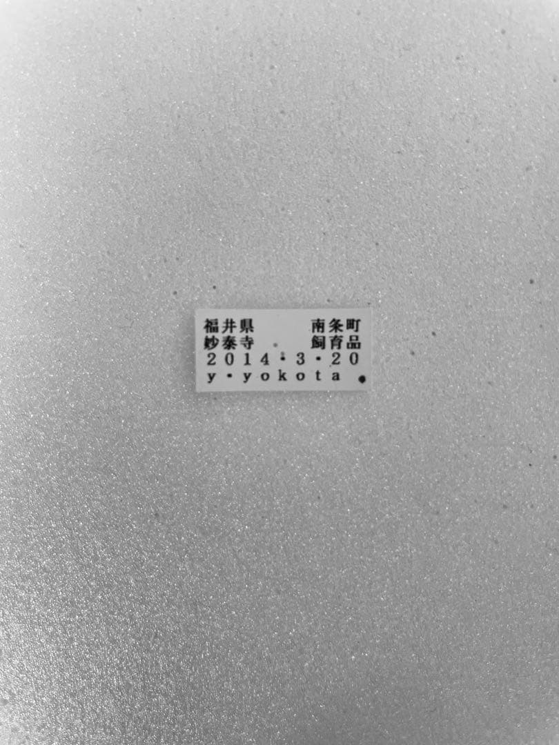 【異常型・ペア】ギフチョウ（福井県産）