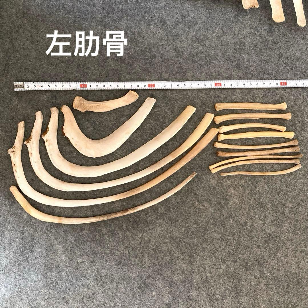 イルカの骨 骨格標本