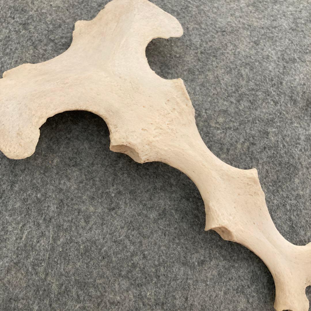 イルカの骨 骨格標本