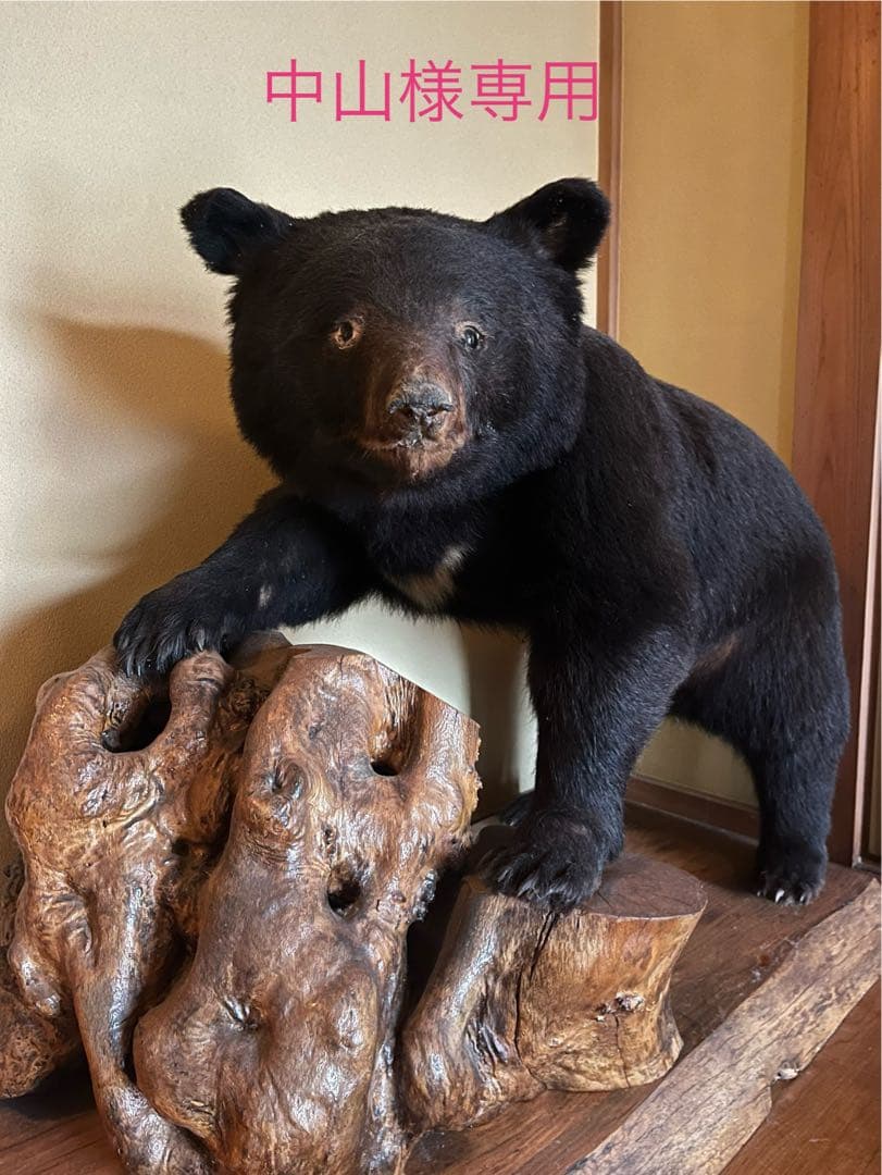クマの剥製 中山