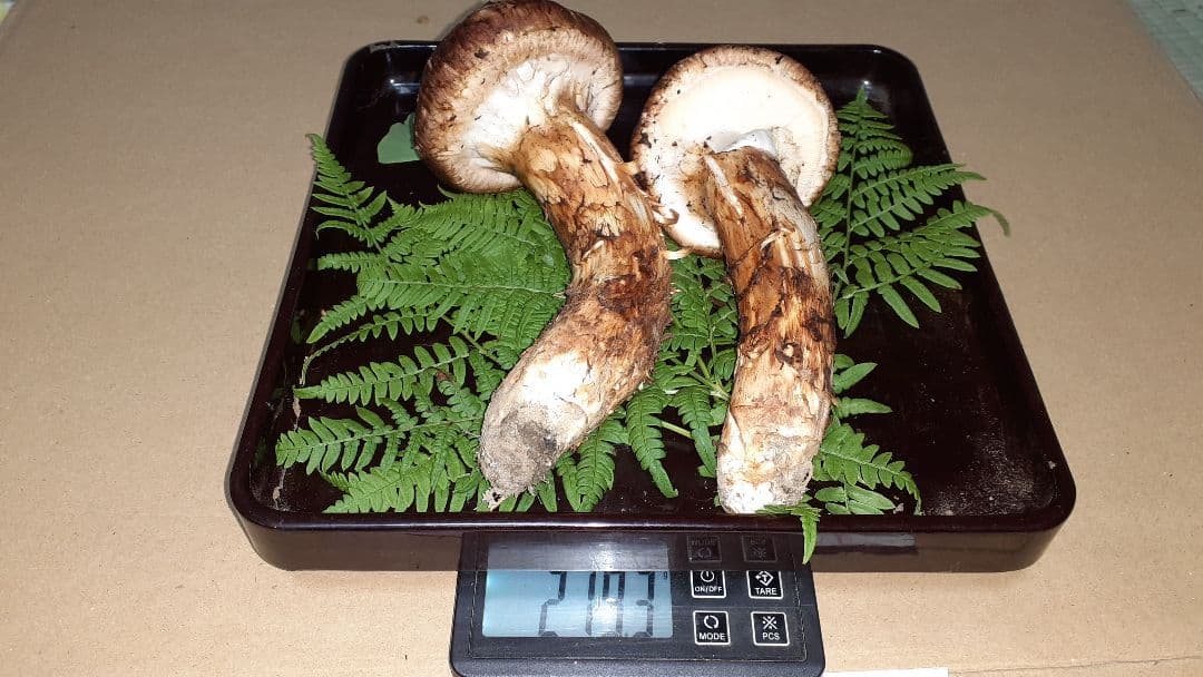 岩手県産松茸秀品 ❗最終値下げ❗ 10月17日午後取れ 送料込み