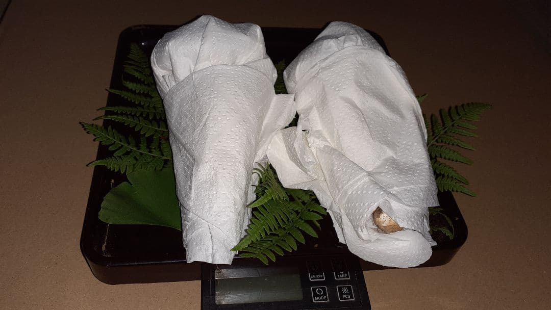 岩手県産松茸秀品 ❗最終値下げ❗ 10月17日午後取れ 送料込み