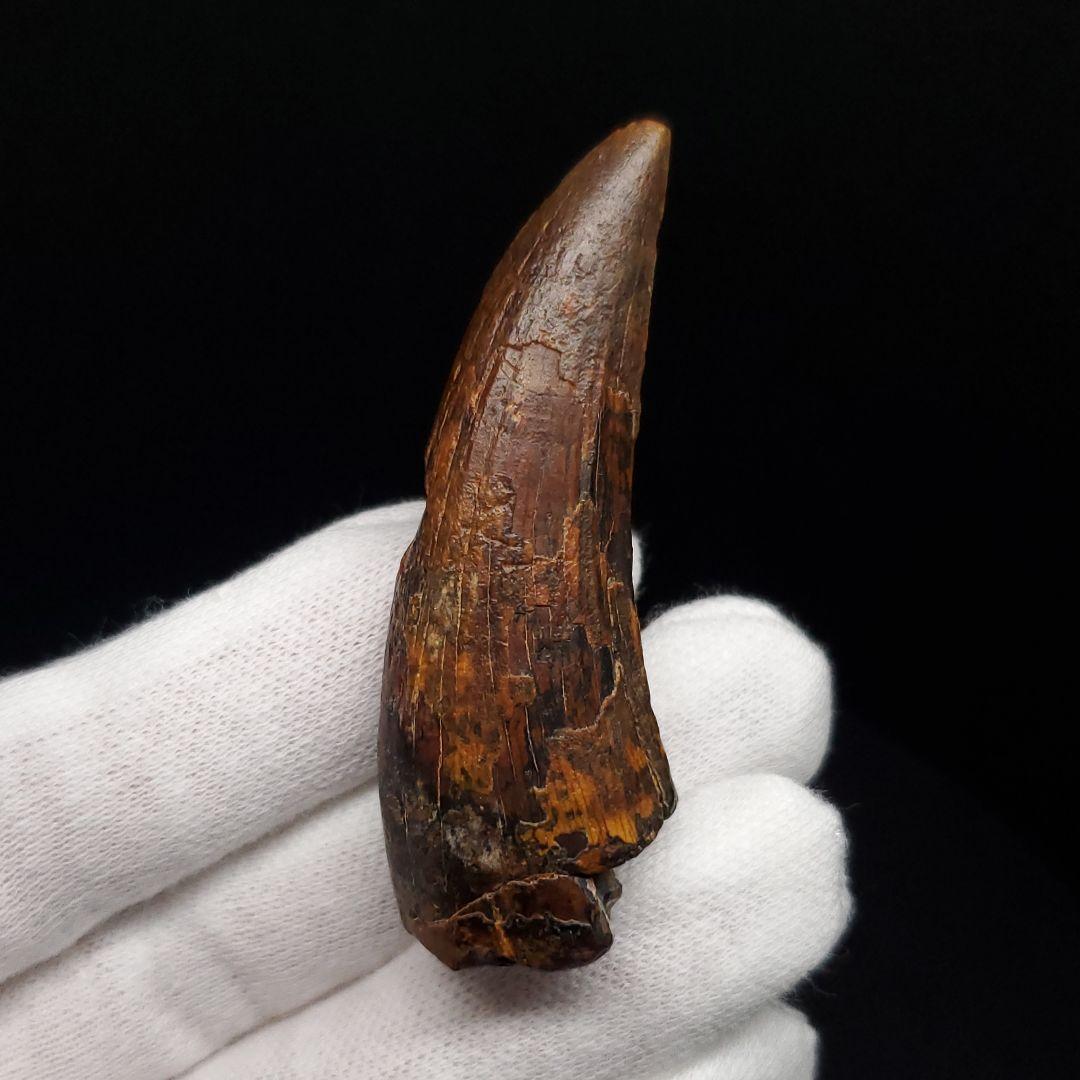 希少 スコミムス 化石 本物 二ジェール産 56.84mm fr143