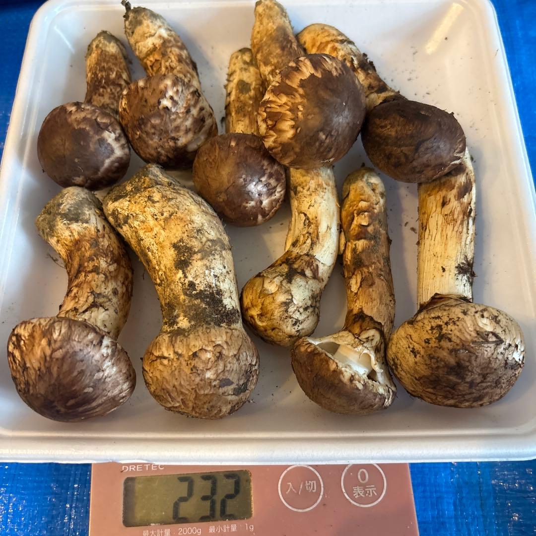 岩手県　宮古産　松茸