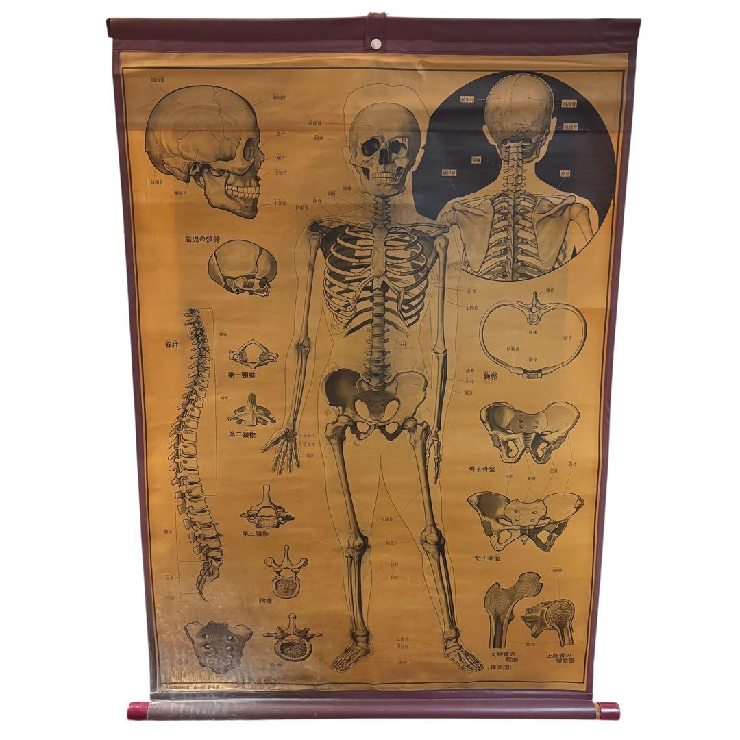 人体解剖図 白骨 人体模型 ヴィンテージ アート アンティーク