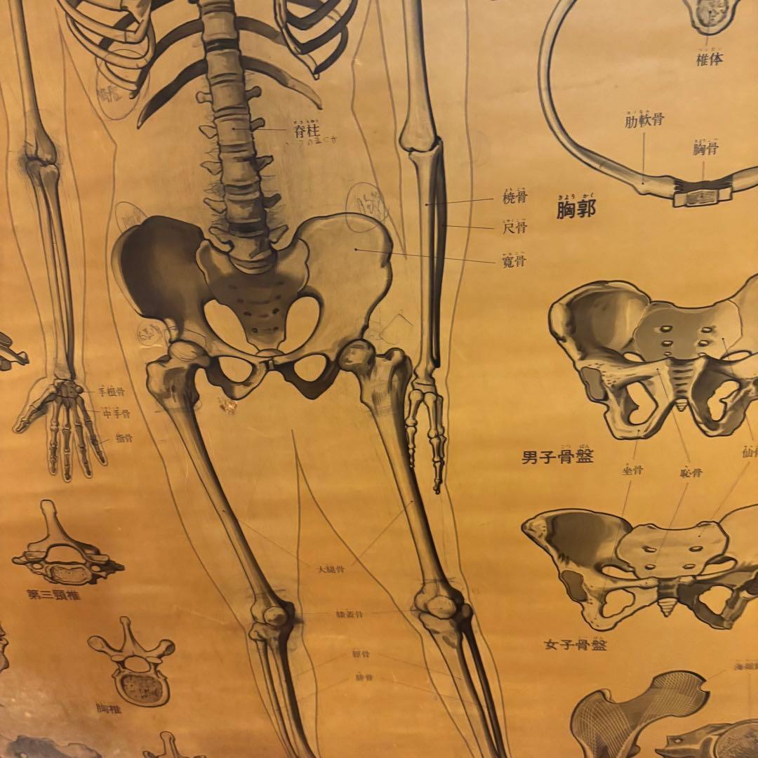 人体解剖図 白骨 人体模型 ヴィンテージ アート アンティーク