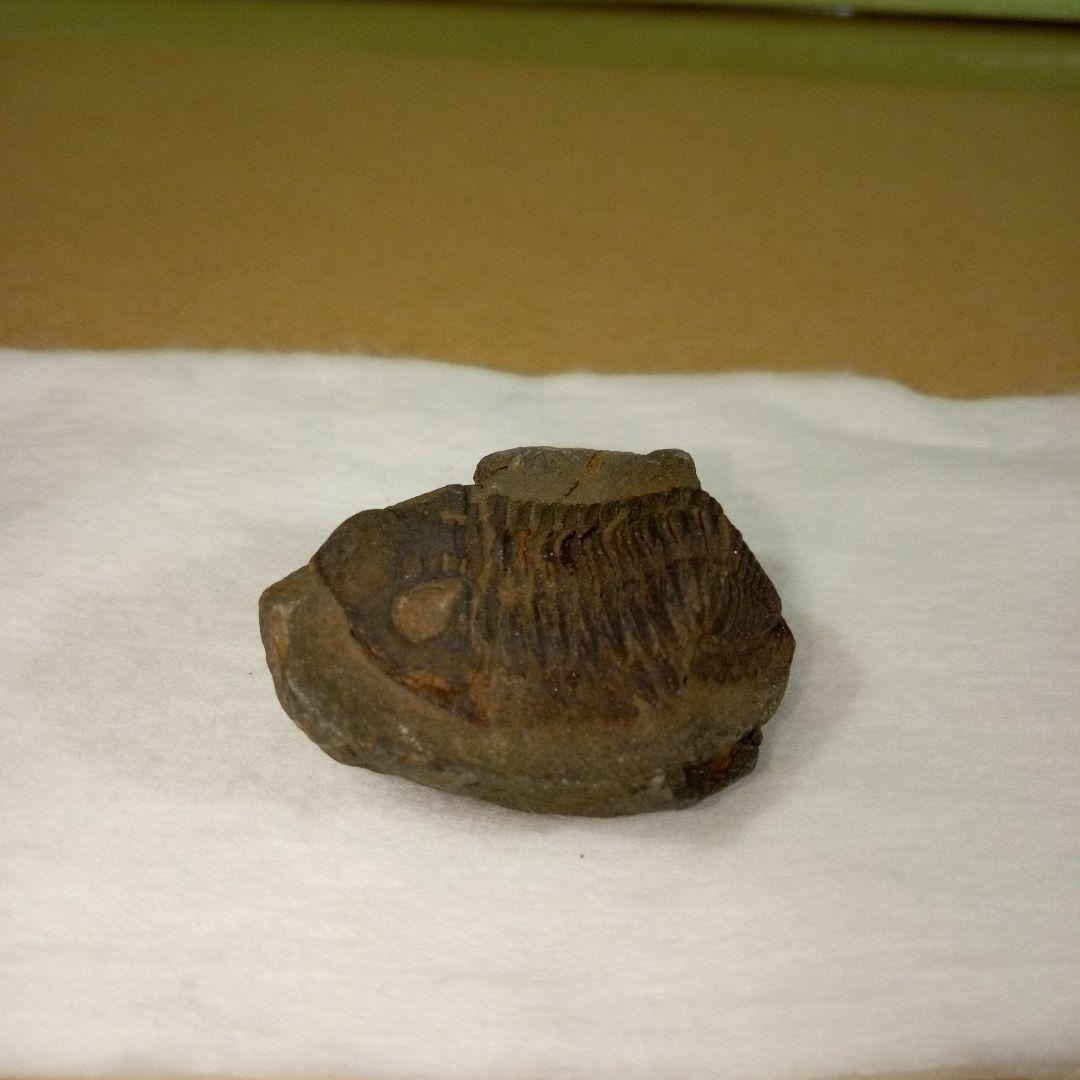 三葉虫　化石　三葉虫化石　究極のレトロ　fossil　ボリビア産　化石管理番号⑨