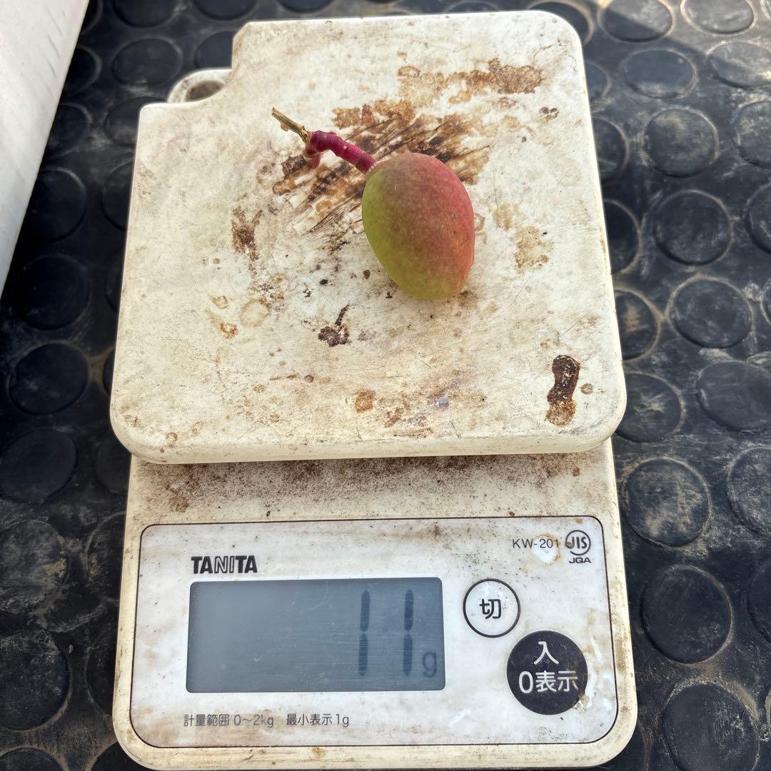 摘果マンゴー2/7❶