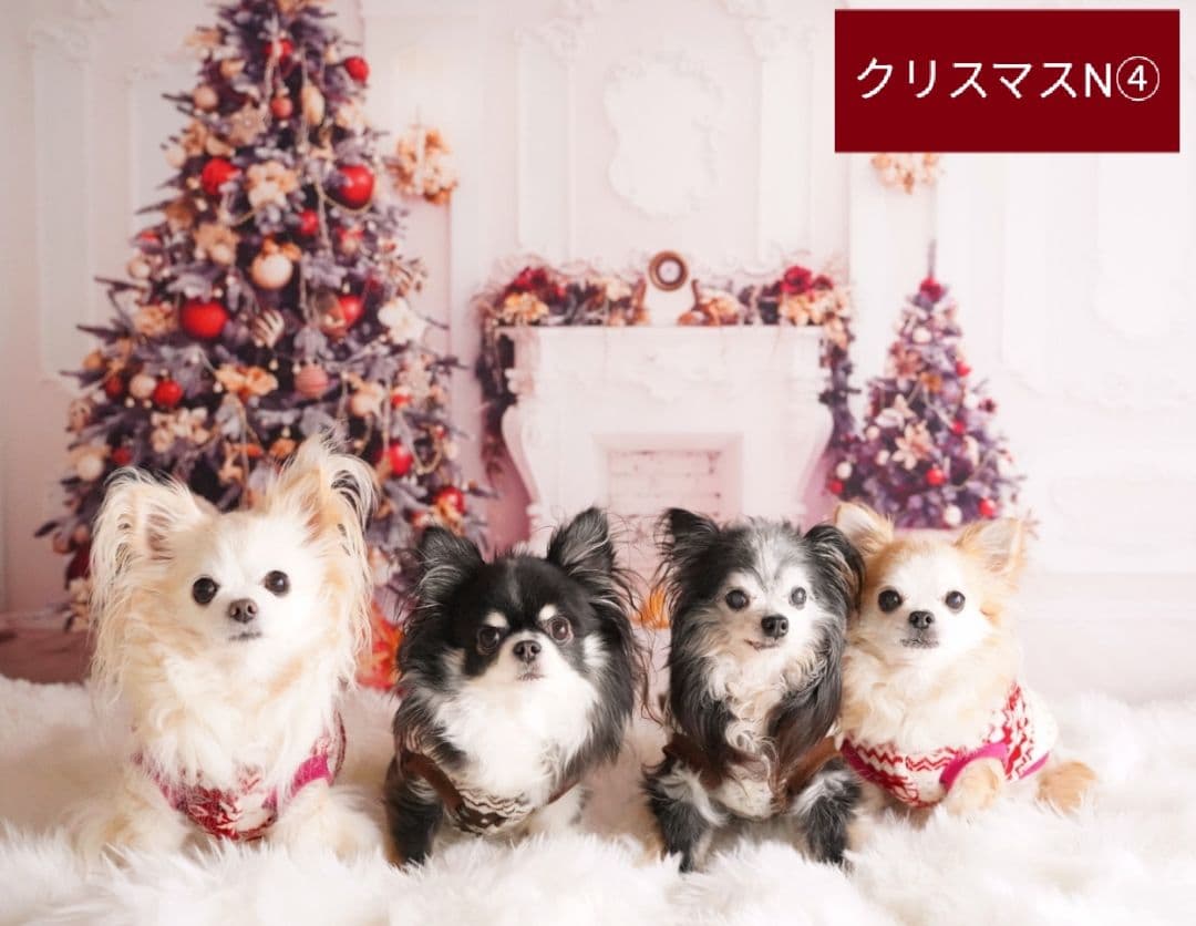 背景布【　フラワーMIX F　】サンプル　ペット、ドール撮影用　ラベンダー藤の花