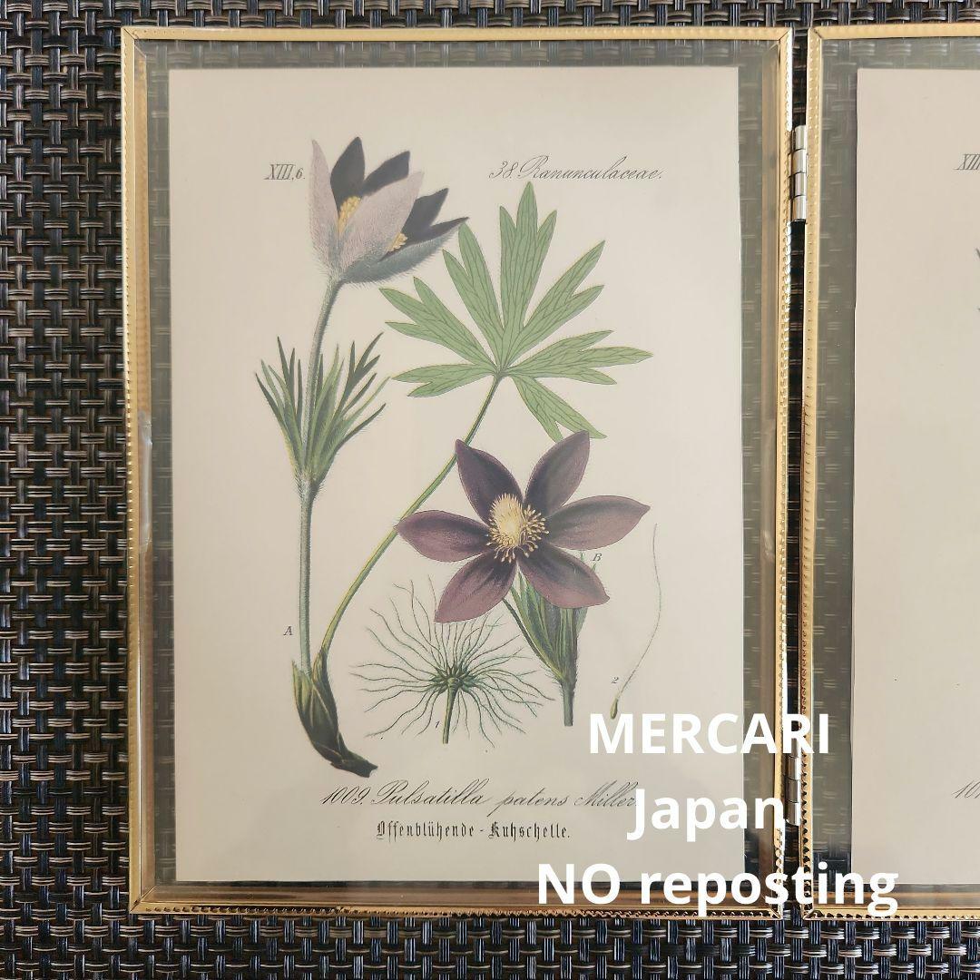 ボタニカルアート　植物画　アンティーク　リトグラフ　インテリア　植物図鑑　29