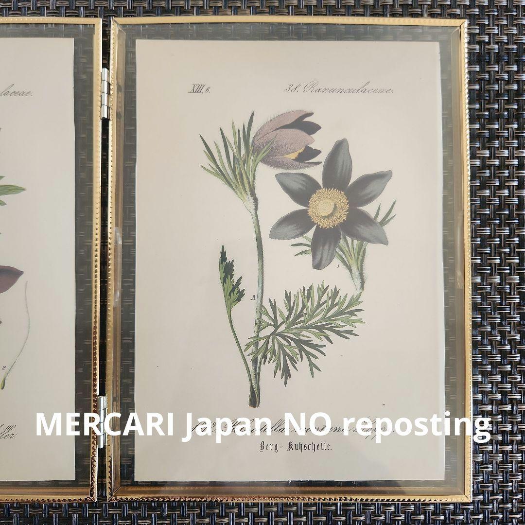 ボタニカルアート　植物画　アンティーク　リトグラフ　インテリア　植物図鑑　29
