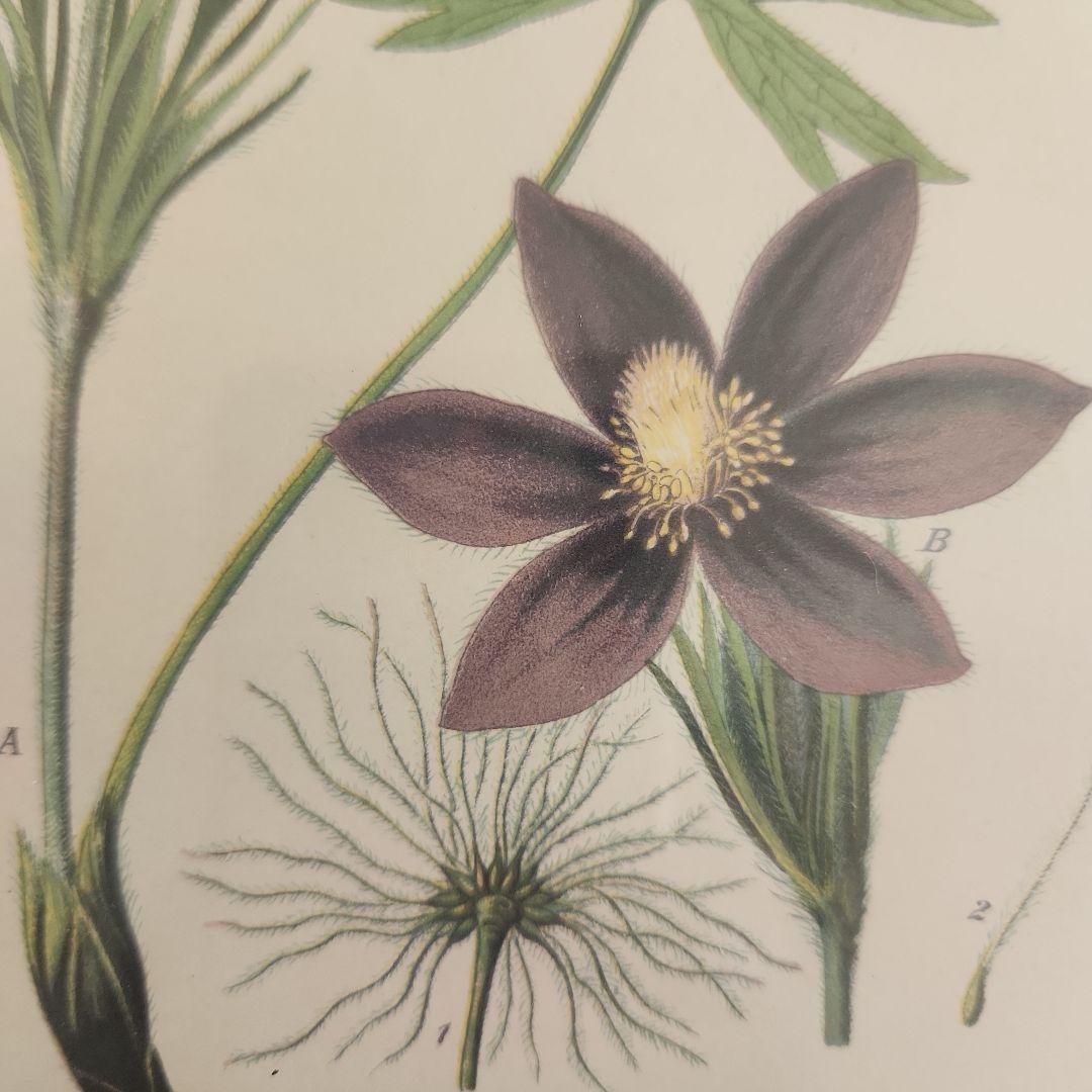 ボタニカルアート　植物画　アンティーク　リトグラフ　インテリア　植物図鑑　29