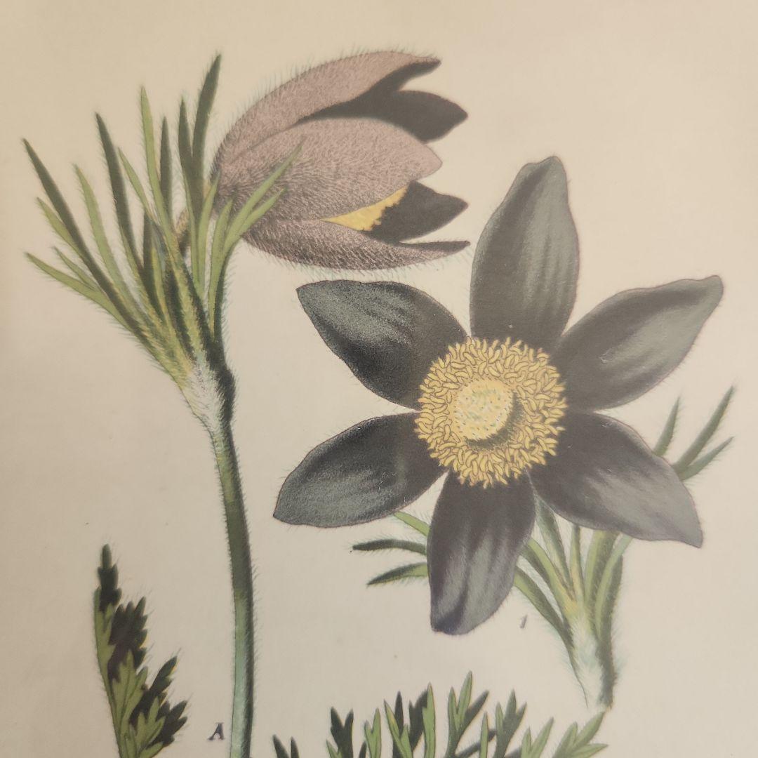 ボタニカルアート　植物画　アンティーク　リトグラフ　インテリア　植物図鑑　29
