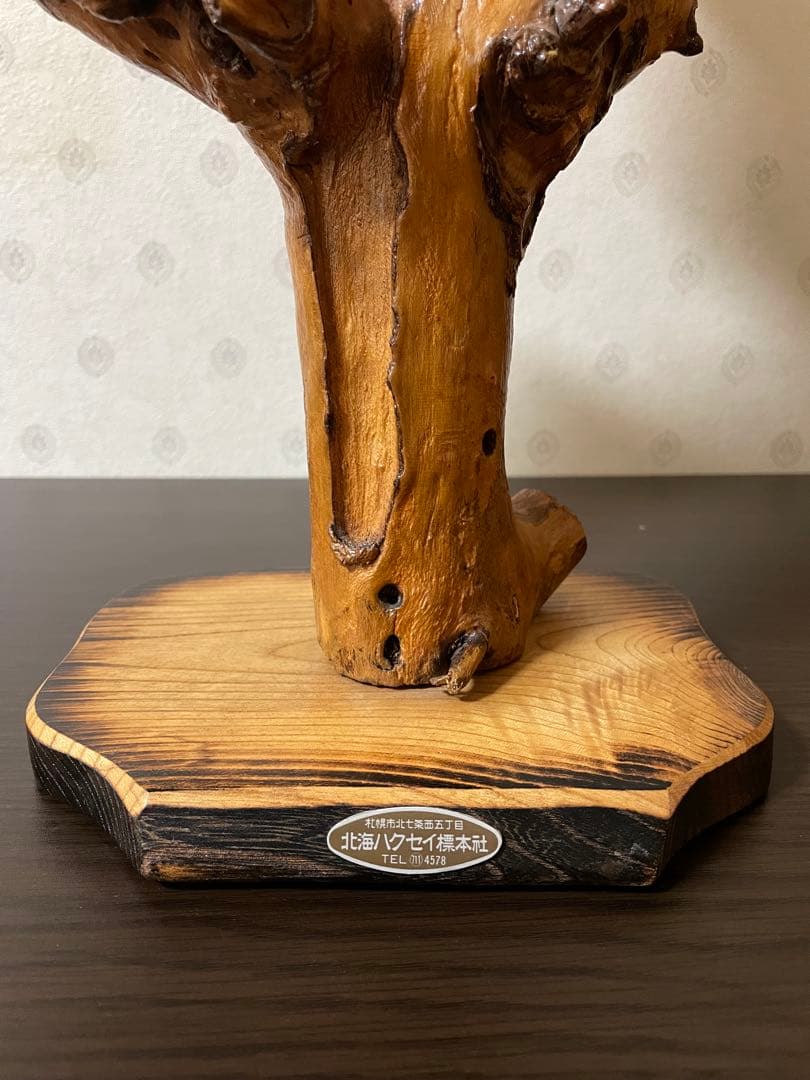 【ぴかり】 エゾライチョウの剥製 木製台座付き