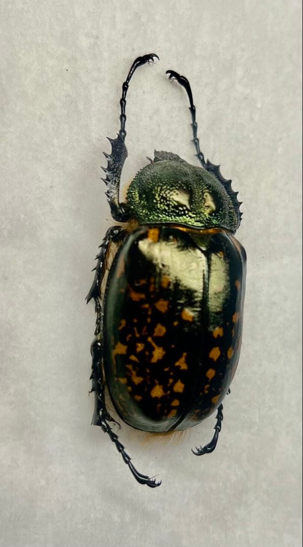 ★貴重★タイワンテナガコガネ♀標本　貴重な前胸グリーンタイプ