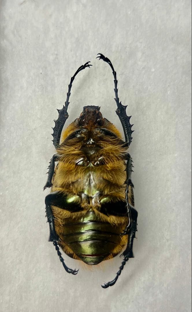 ★貴重★タイワンテナガコガネ♀標本　貴重な前胸グリーンタイプ