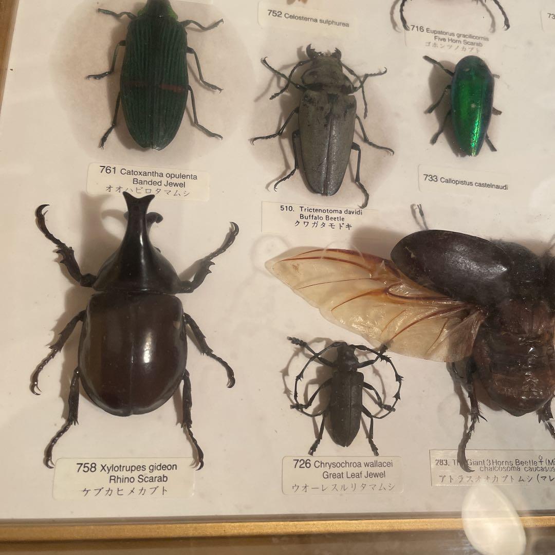 昆虫標本 一式