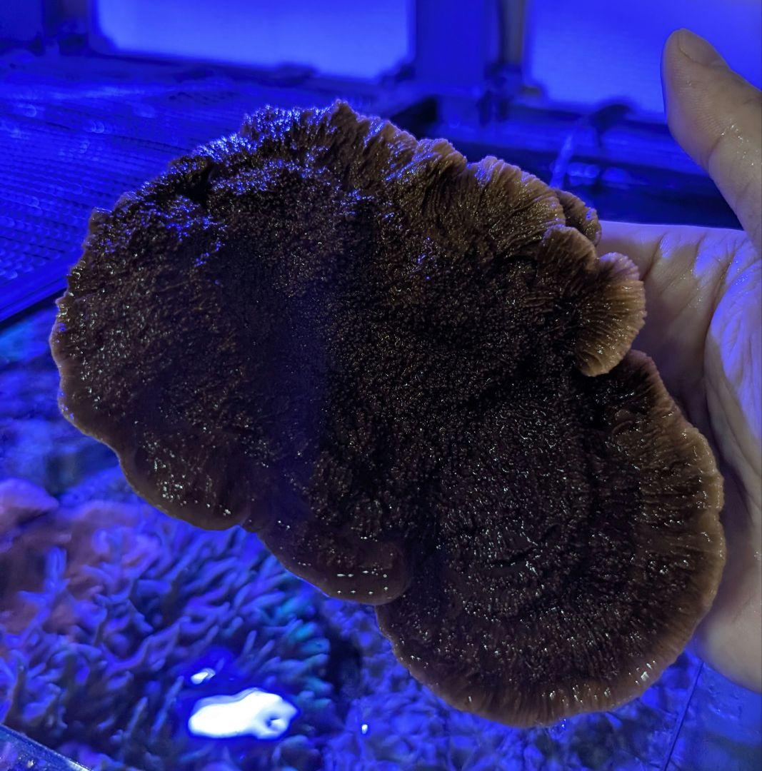 ウスコモンサンゴ　レッド　2つセット