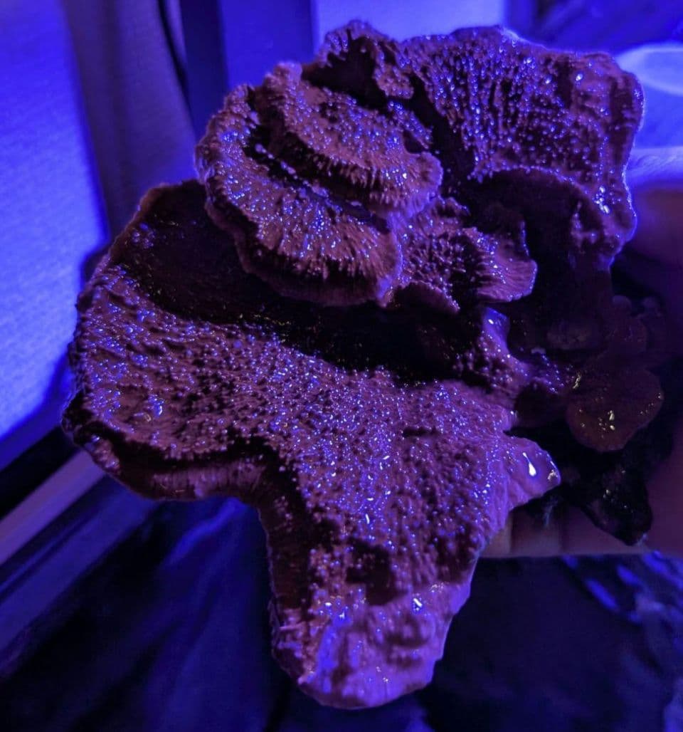 ウスコモンサンゴ　レッド　2つセット