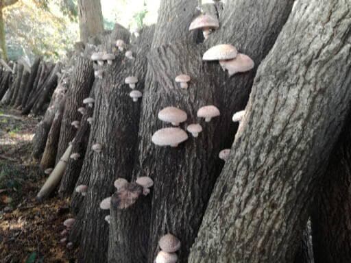 キコさまご予約専用 大分県特産 生どんこ椎茸「秋子」ダブル