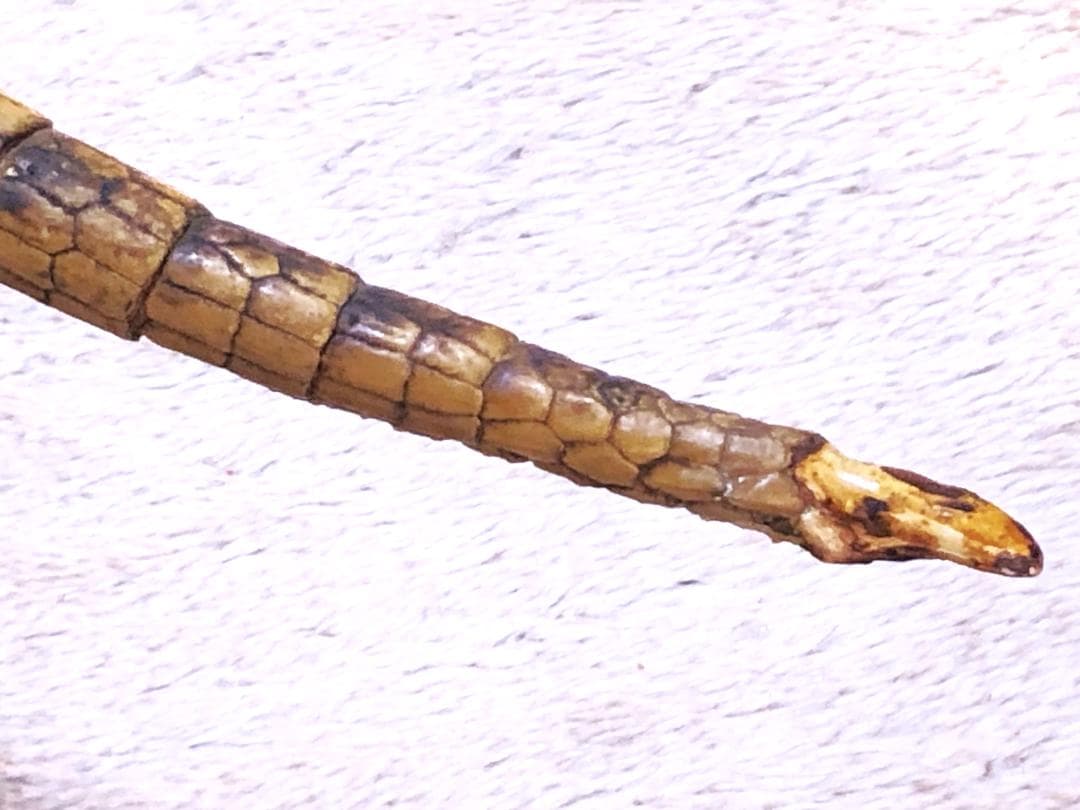 【 ココノオビアルマジロ剥製 】　合法品　完全体（一部修復）　木台付