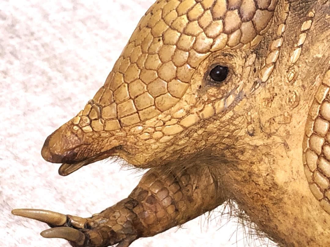 【 ココノオビアルマジロ剥製 】　合法品　完全体（一部修復）　木台付