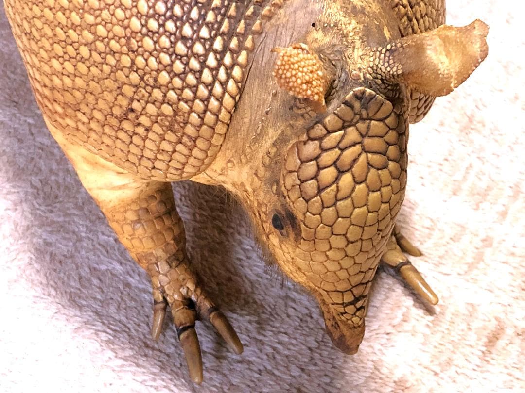 【 ココノオビアルマジロ剥製 】　合法品　完全体（一部修復）　木台付