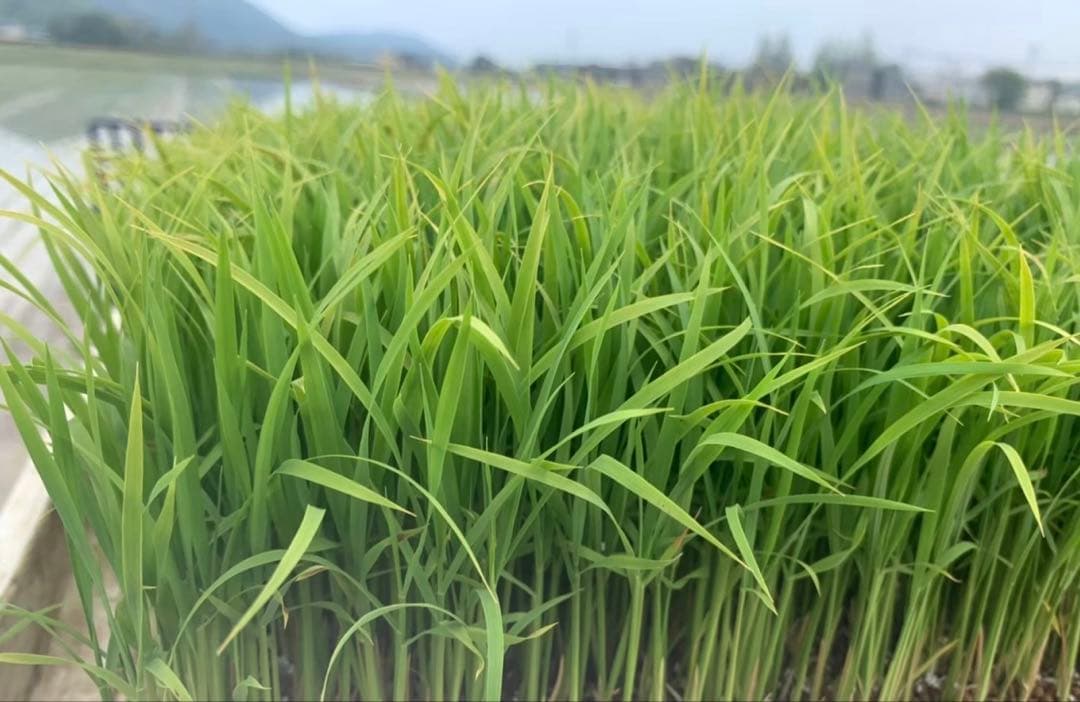 精米済み10キロ【農家直送！】新潟県産こしいぶき　特別栽培米　7年産　低温冷蔵
