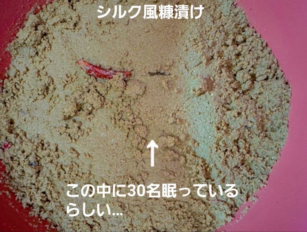 ～トマトの車窓から～