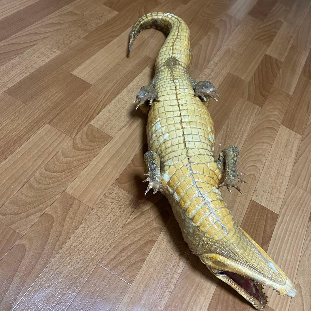 リアルワニ模型 約90cm