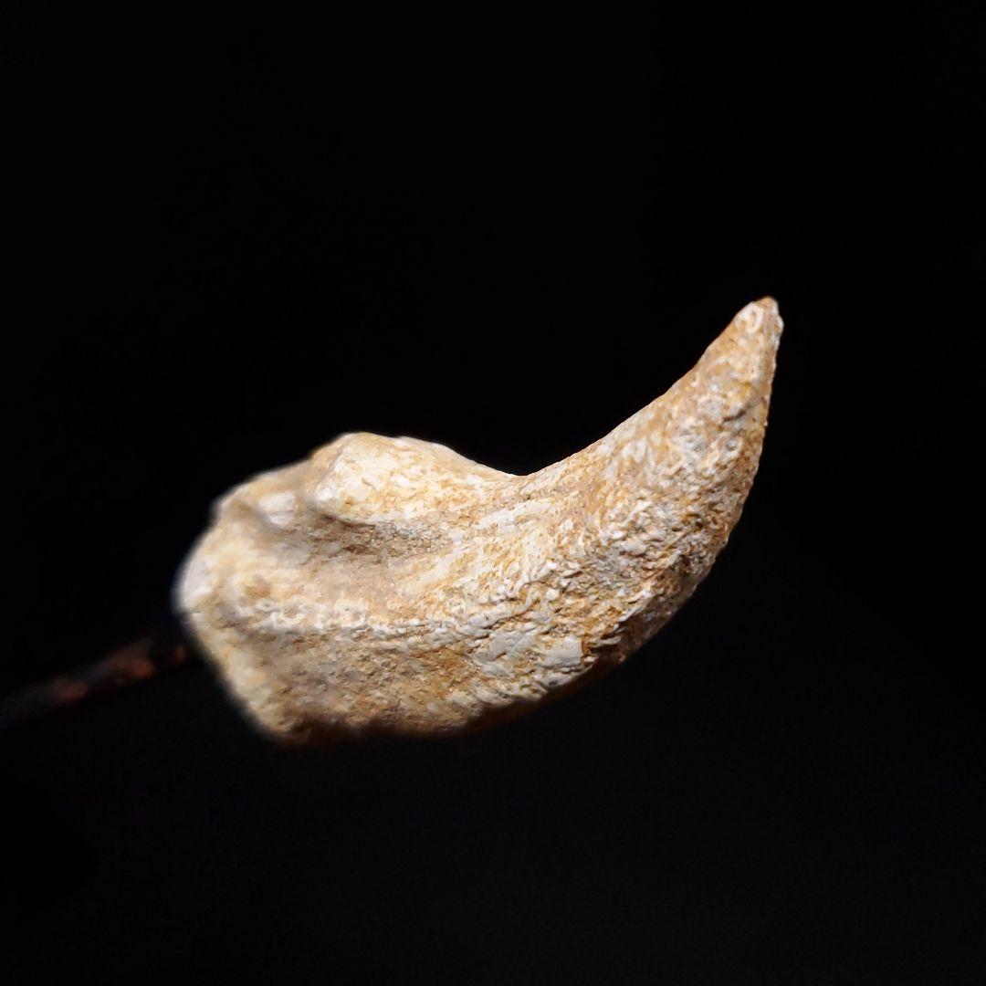 クロコダイル 爪 化石 本物 モロッコ産 36.16mm  fr94