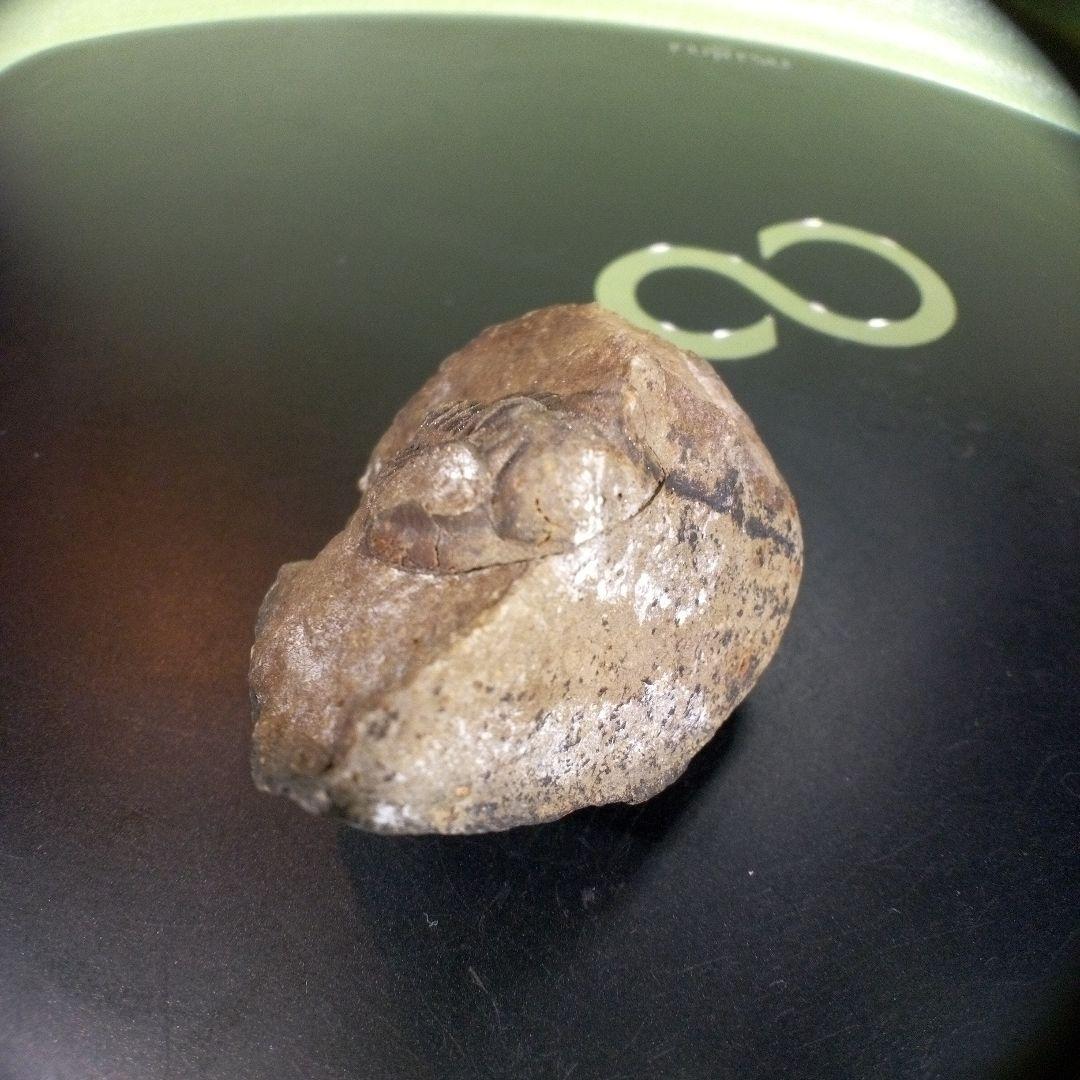 三葉虫　化石　fossil　ボリビア　trilobite　三葉虫綱　三葉虫管理①