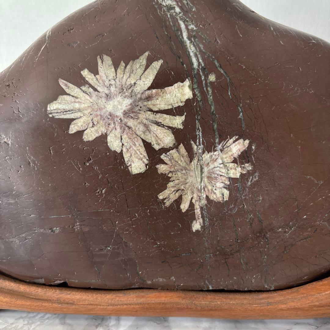 菊花石 木製台座付き 鑑賞石 自然石 天然石 鉱物 置物