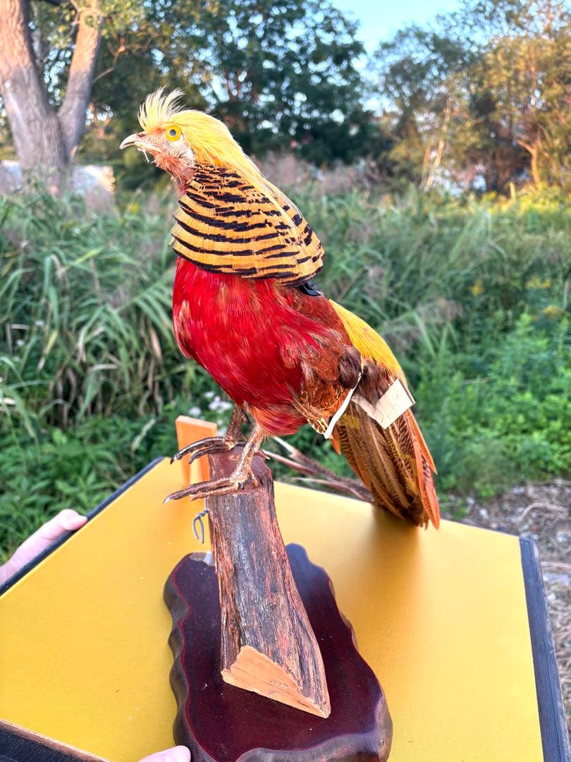 美品　錦鶏鳥　剥製　インテリア　置物　豪華