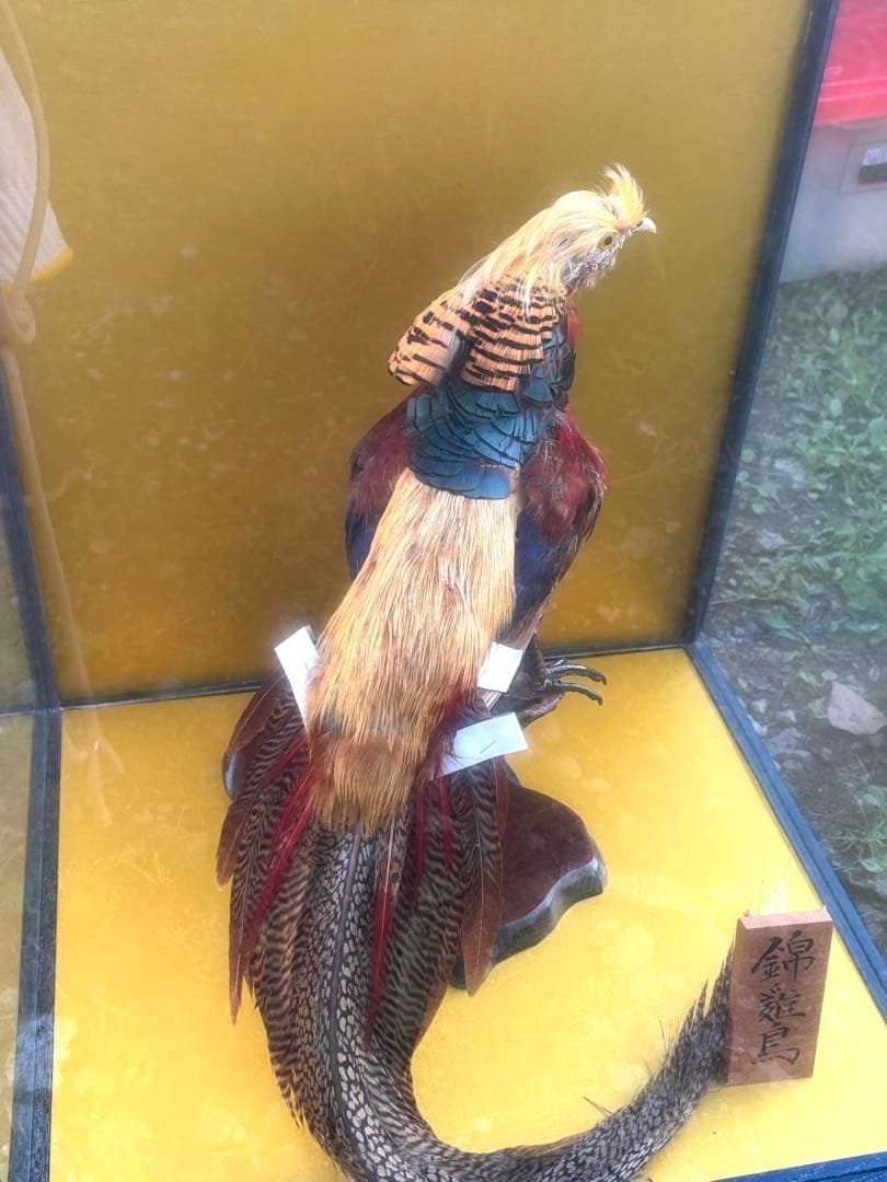 美品　錦鶏鳥　剥製　インテリア　置物　豪華