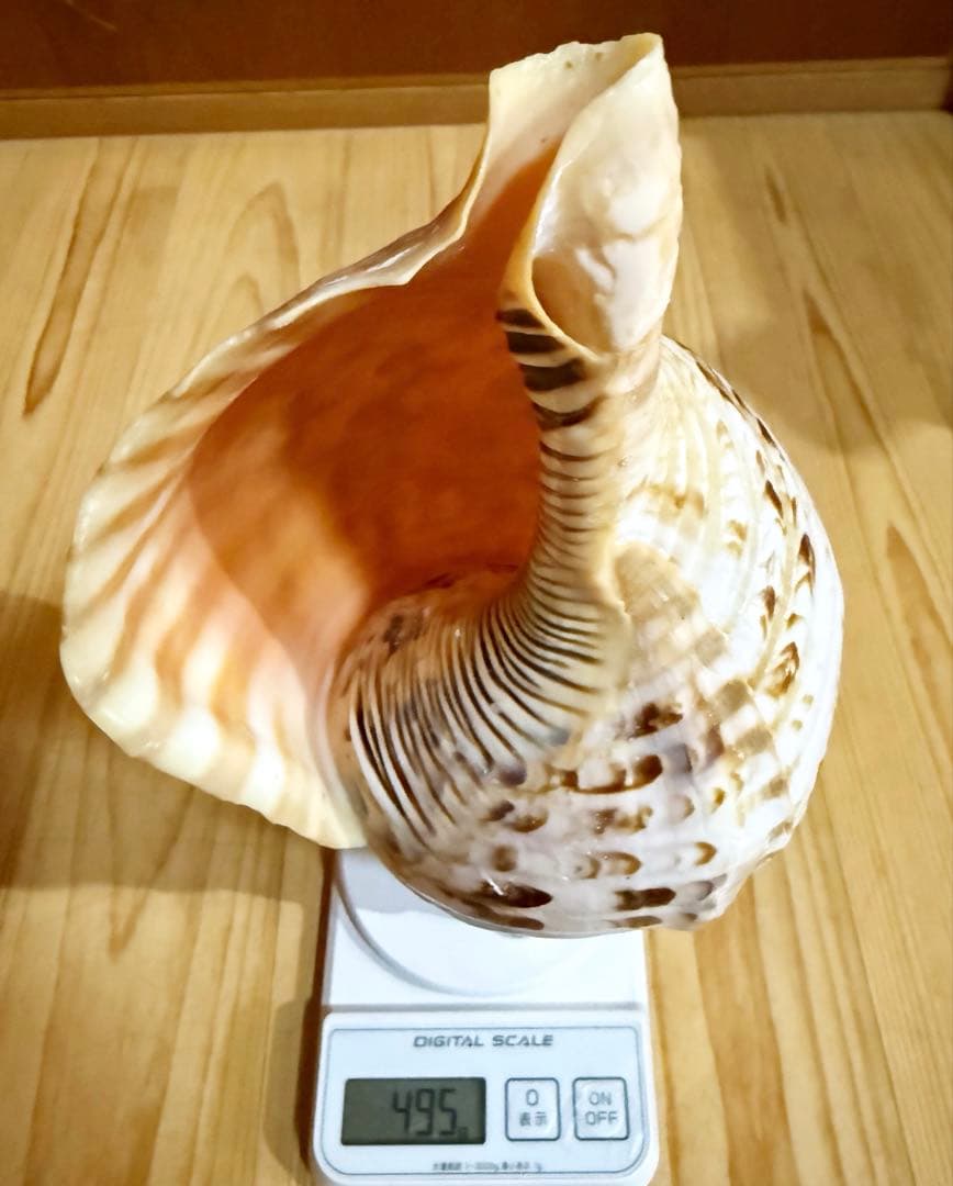 コンパクト修験道法螺貝　山伏　密教　魔除け　熊よけ❣️ほら貝　ホラガイ