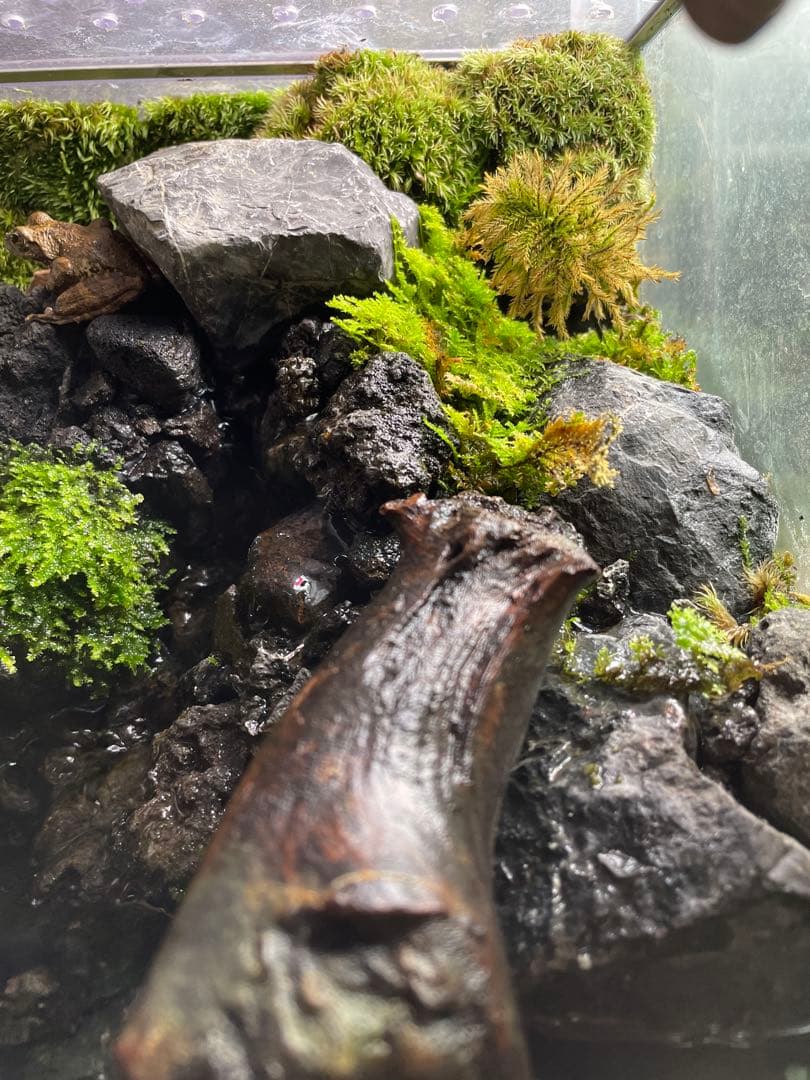 【ぴよぴよ】 滝と渓流のアクアテラリウム　30センチ水槽