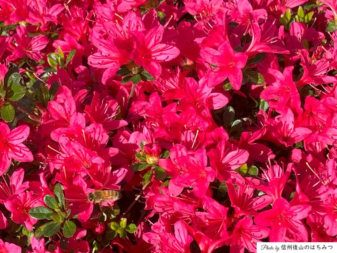 【令7新蜜】百花＆アカシア 1000g 各１本 長野県産 生はちみつ 西洋蜜蜂