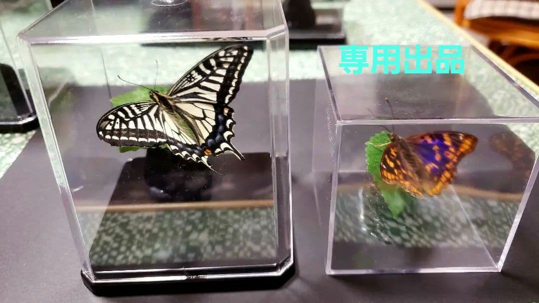 Mori出品 立体標本5点