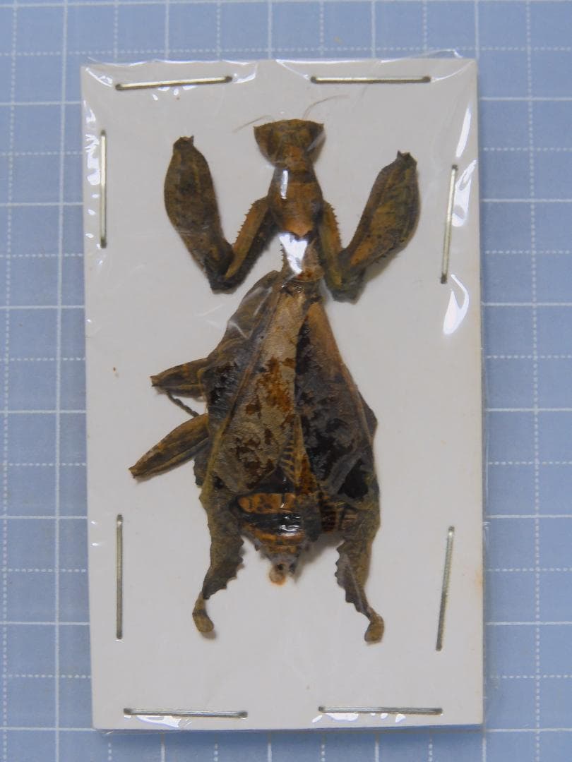 標本 Peru Mantodea sp. 44mm