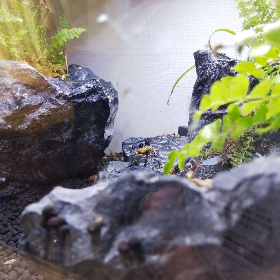 【受注生産】アクアテラリウム　カニリウム　イモリウム　苔　水槽　苔テラリウム