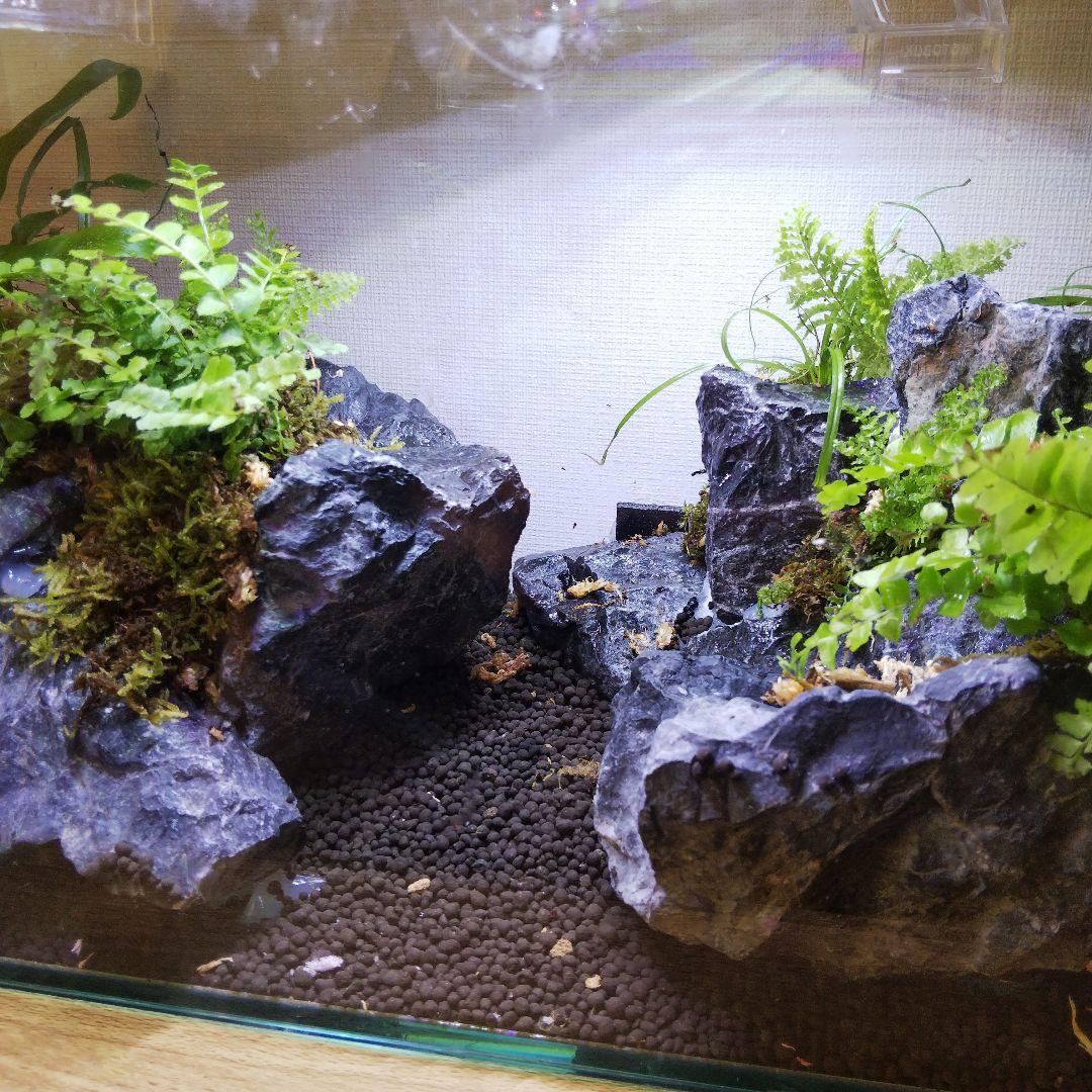 【受注生産】アクアテラリウム　カニリウム　イモリウム　苔　水槽　苔テラリウム