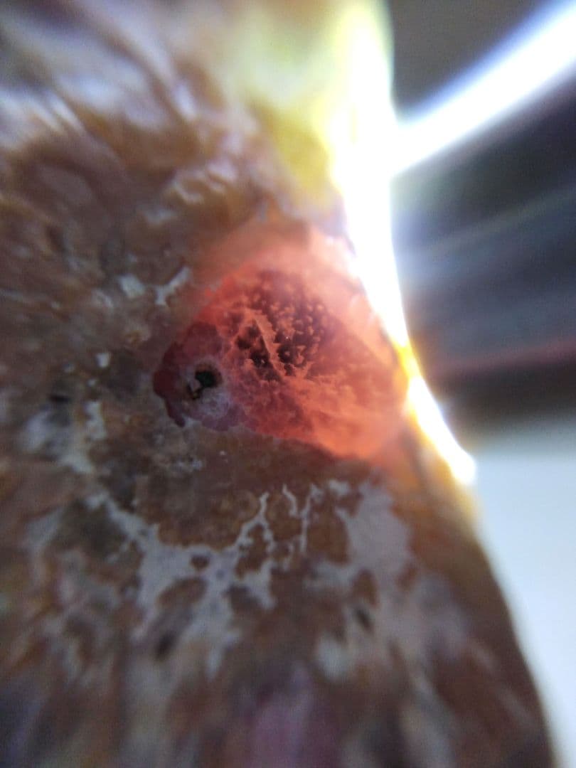 ミャンマー産 球状ルーべライト トルマリン　母岩付き 希少宝石鉱物標本