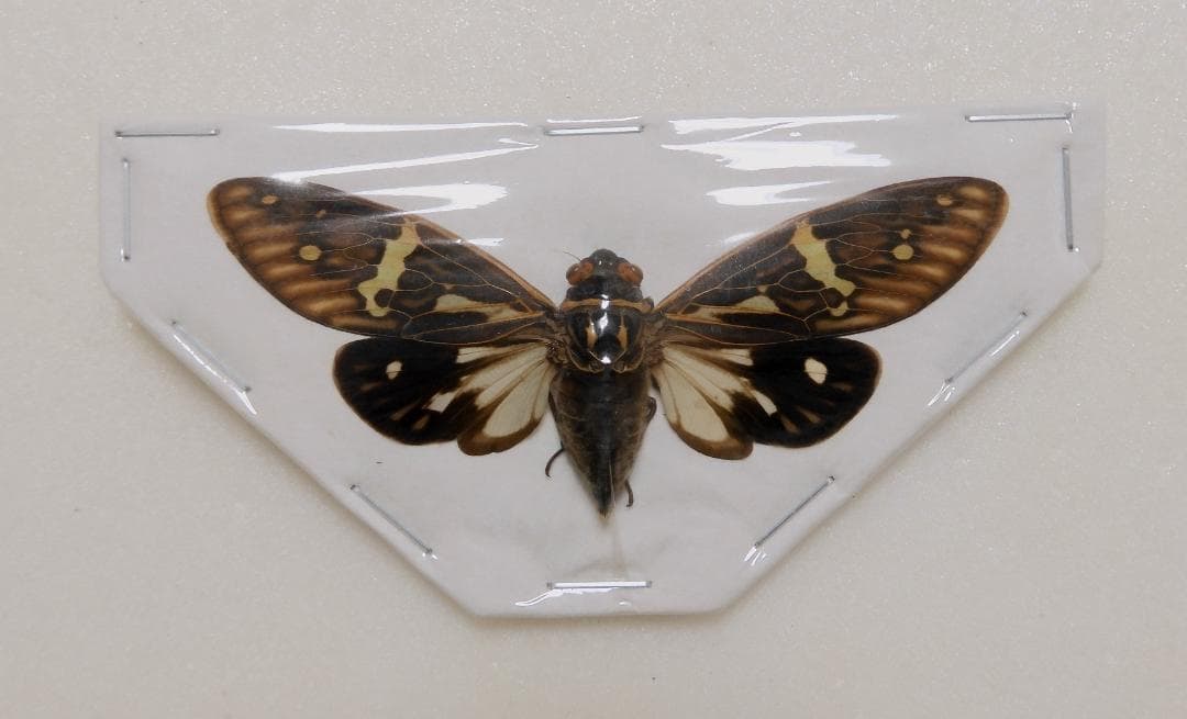 アジア産 セミ8点セット 1