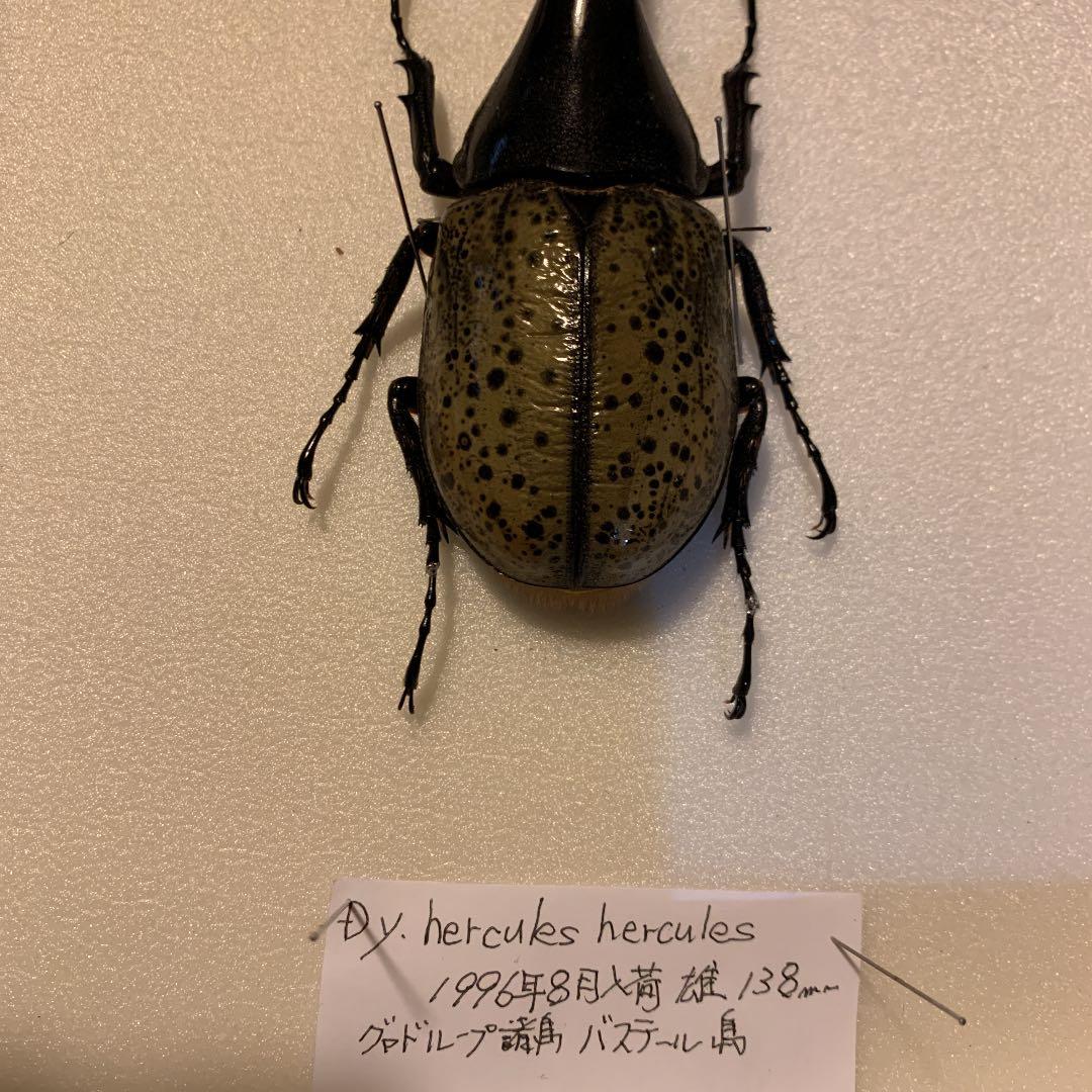 D.y ヘラクレスヘラクレス　1996年入荷野外品