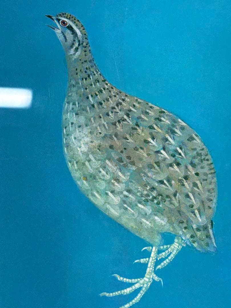 「鶉」　野々内良樹　絵画　日本画　金落款　うずら　花鳥画巨匠　黄色袋 共シール