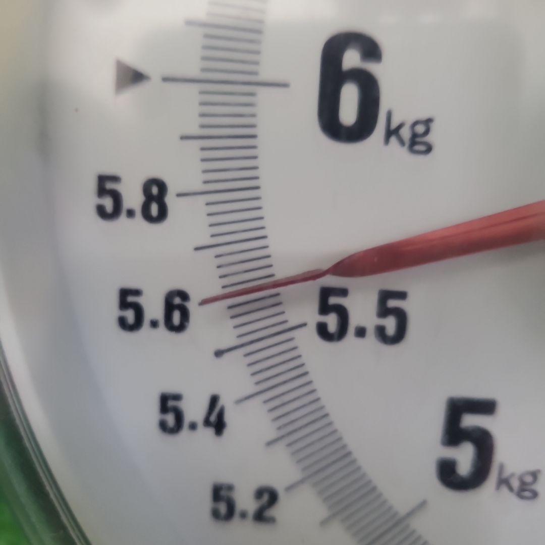 8️⃣ 山梨県産 シャインマスカット ９房入り 箱込み5.5キロ