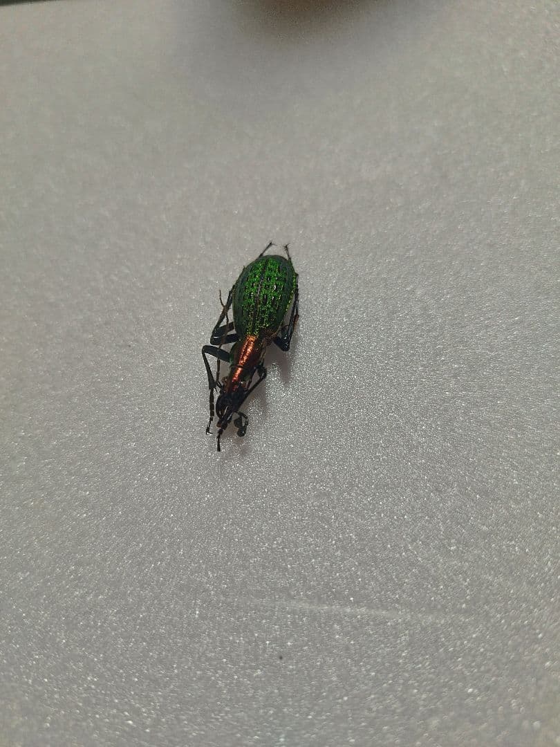 ホソクビナガオサムシ/韓国.智異山産【外国産オサムシ標本】